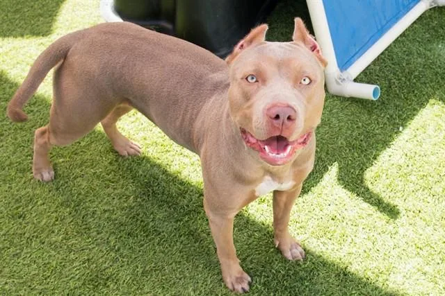 An adult large-sized female Pit Bull Terrier dog named Ember for adoption in Santa Monica, CA