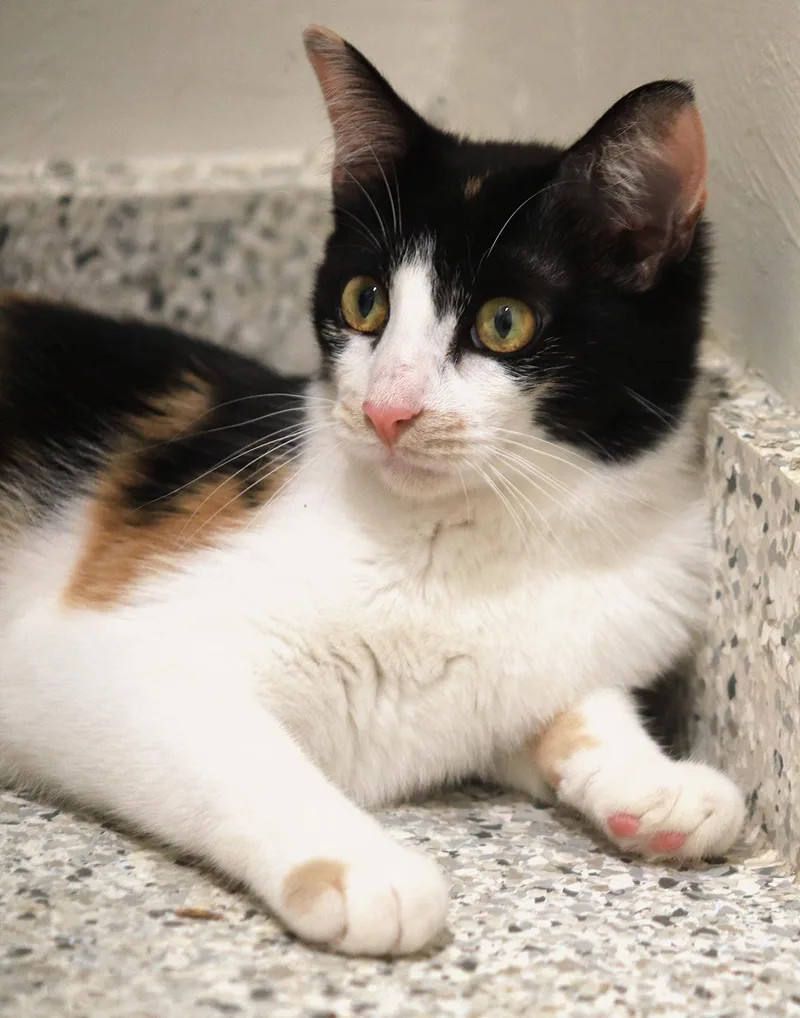 A young medium-sized female Domestic Short Hair cat named Cider for adoption in North Fort Myers, FL
