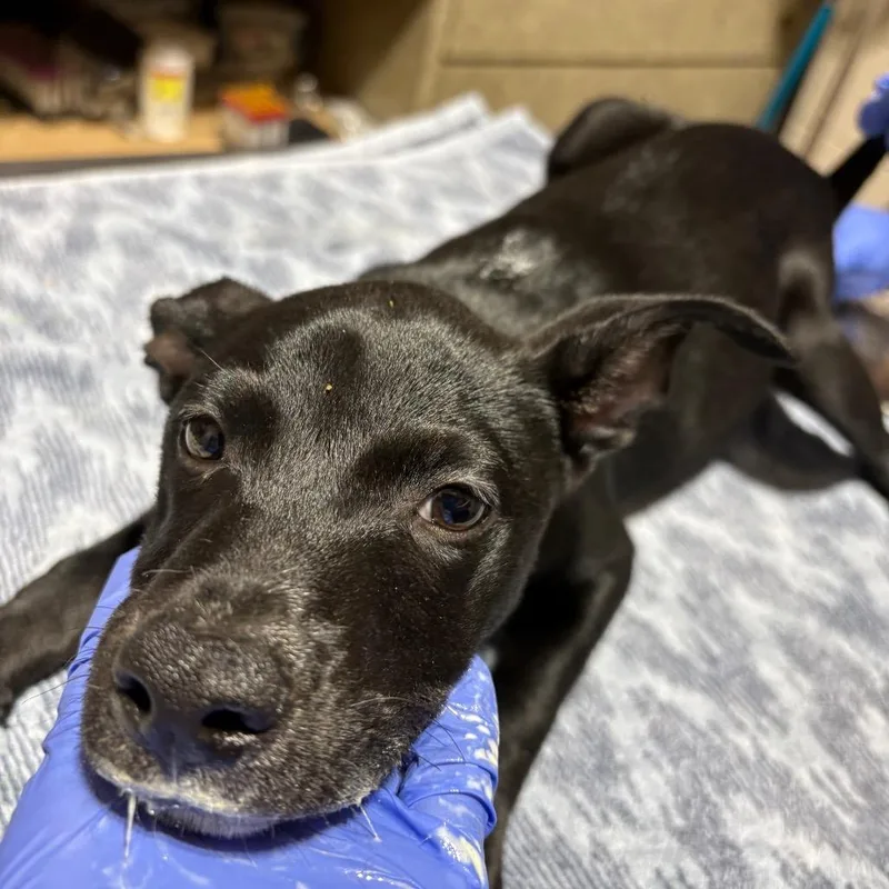 A baby small-sized female Black Mixed Breed dog named Corriente for adoption in Pensacola, FL