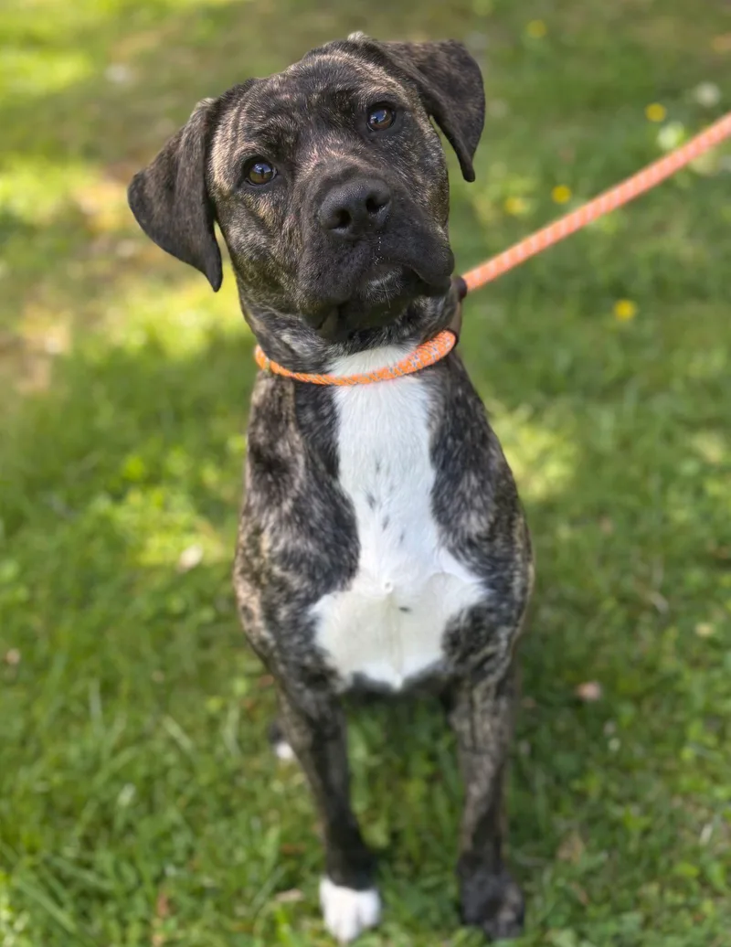 An adult medium-sized female Pit Bull Terrier dog named Kylie for adoption in Reisterstown, MD
