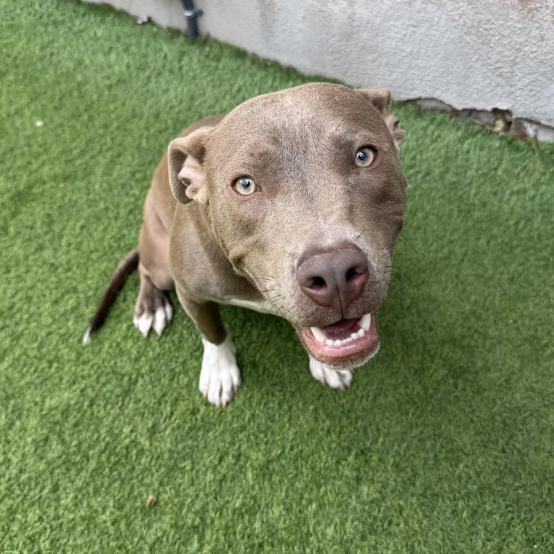 A young medium-sized male Pit Bull Terrier dog named Damien for adoption in Henderson, NV