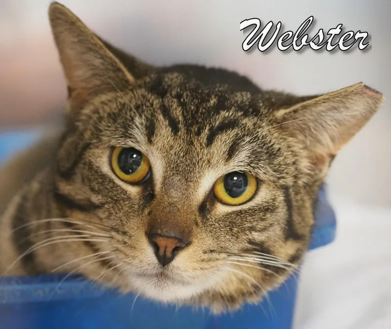 A young medium-sized male Tiger cat named Webster for adoption in Cape May Court House, NJ