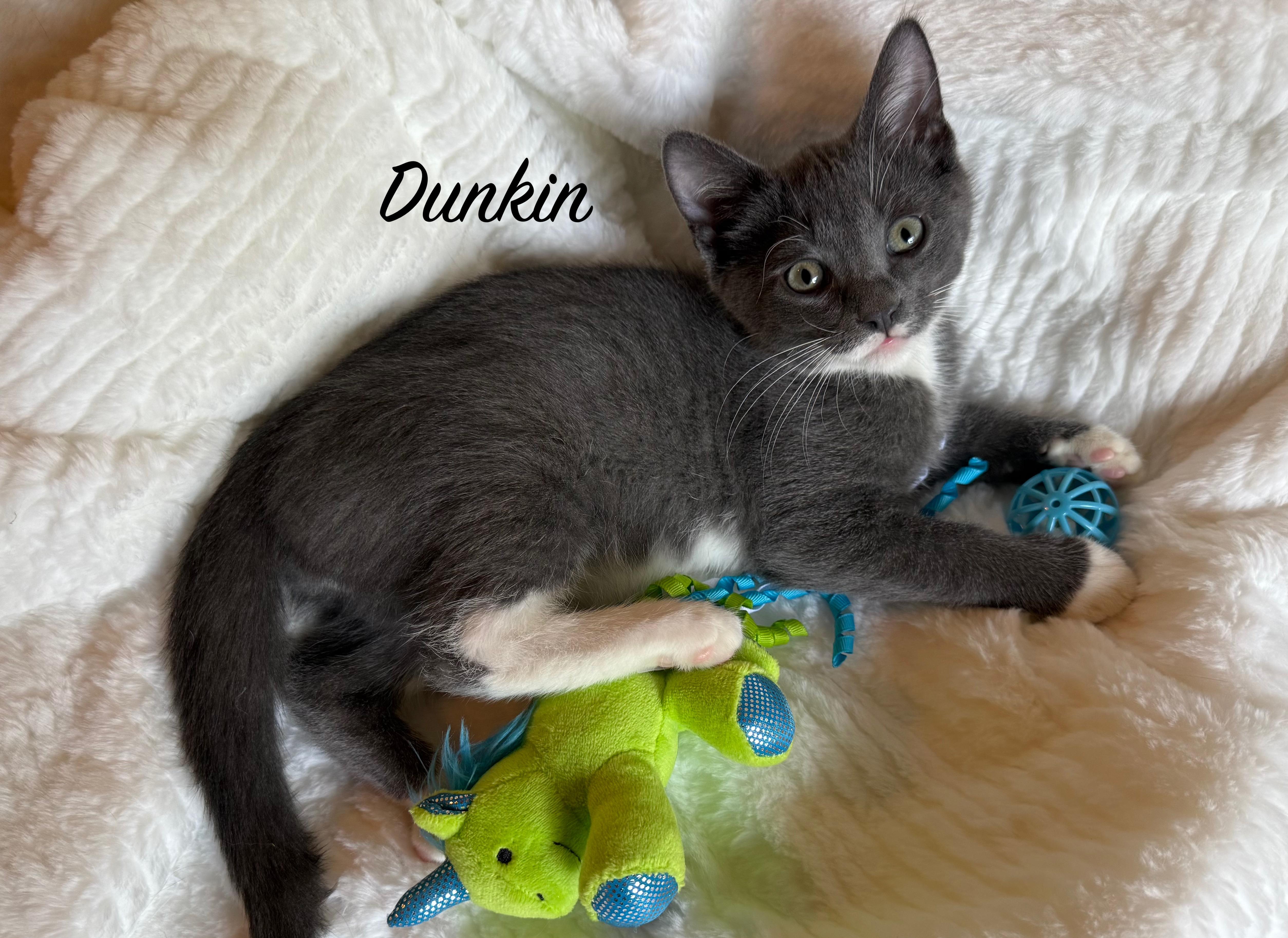 A baby medium-sized male Gray / Blue / Silver Domestic Short Hair cat named DUNKIN DONUT and MARSHMALLOW for adoption in Owatonna, MN
