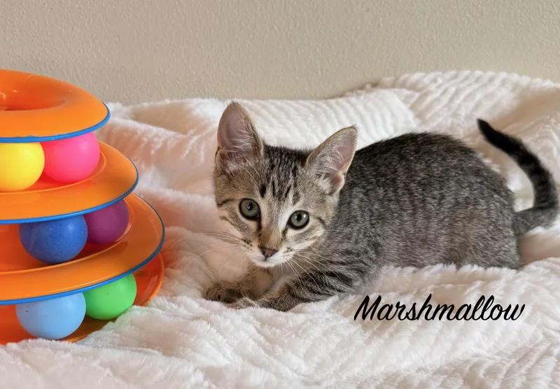 DUNKIN DONUT and MARSHMALLOW thumbnail 2