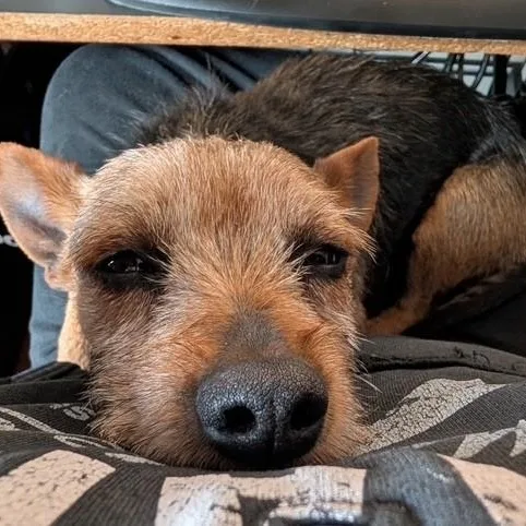 Chico