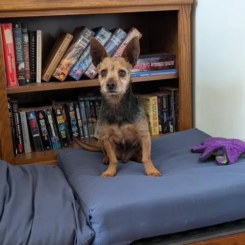 Chico thumbnail 4