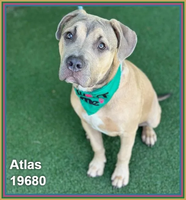 Atlas thumbnail 2