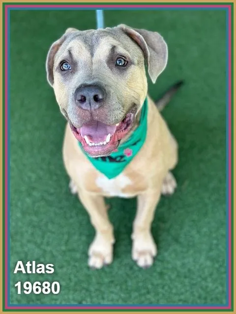 Atlas thumbnail 4