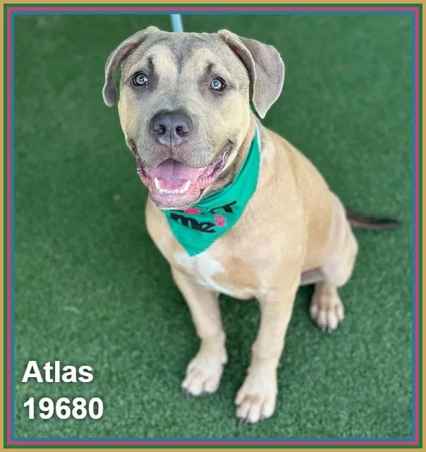 Atlas thumbnail 5