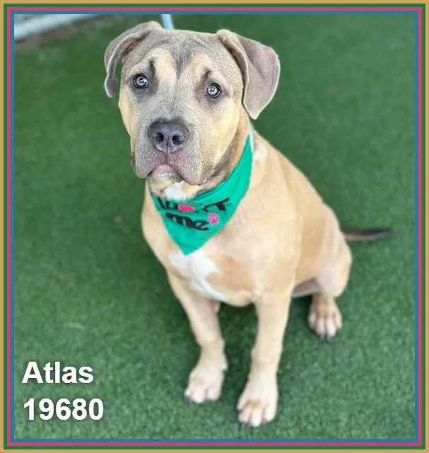 Atlas thumbnail 6