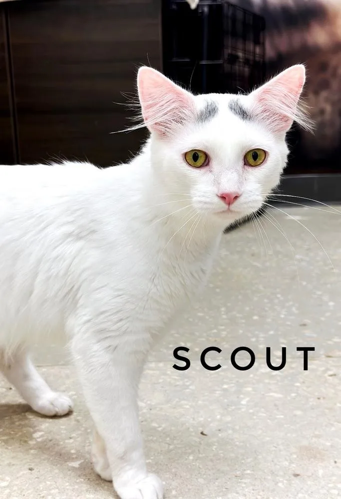A young medium-sized male Turkish Van cat named Scout for adoption in Deland, FL