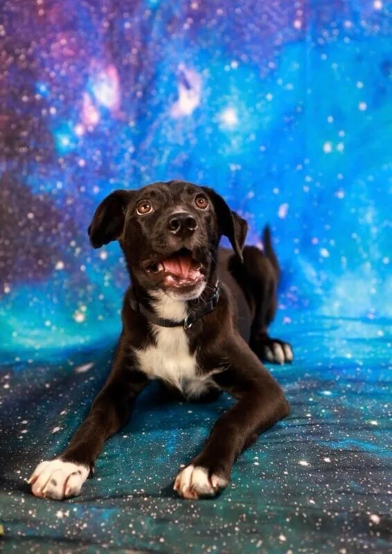 A baby medium-sized male Black Border Collie dog named Hopper for adoption in Van Nuys, CA