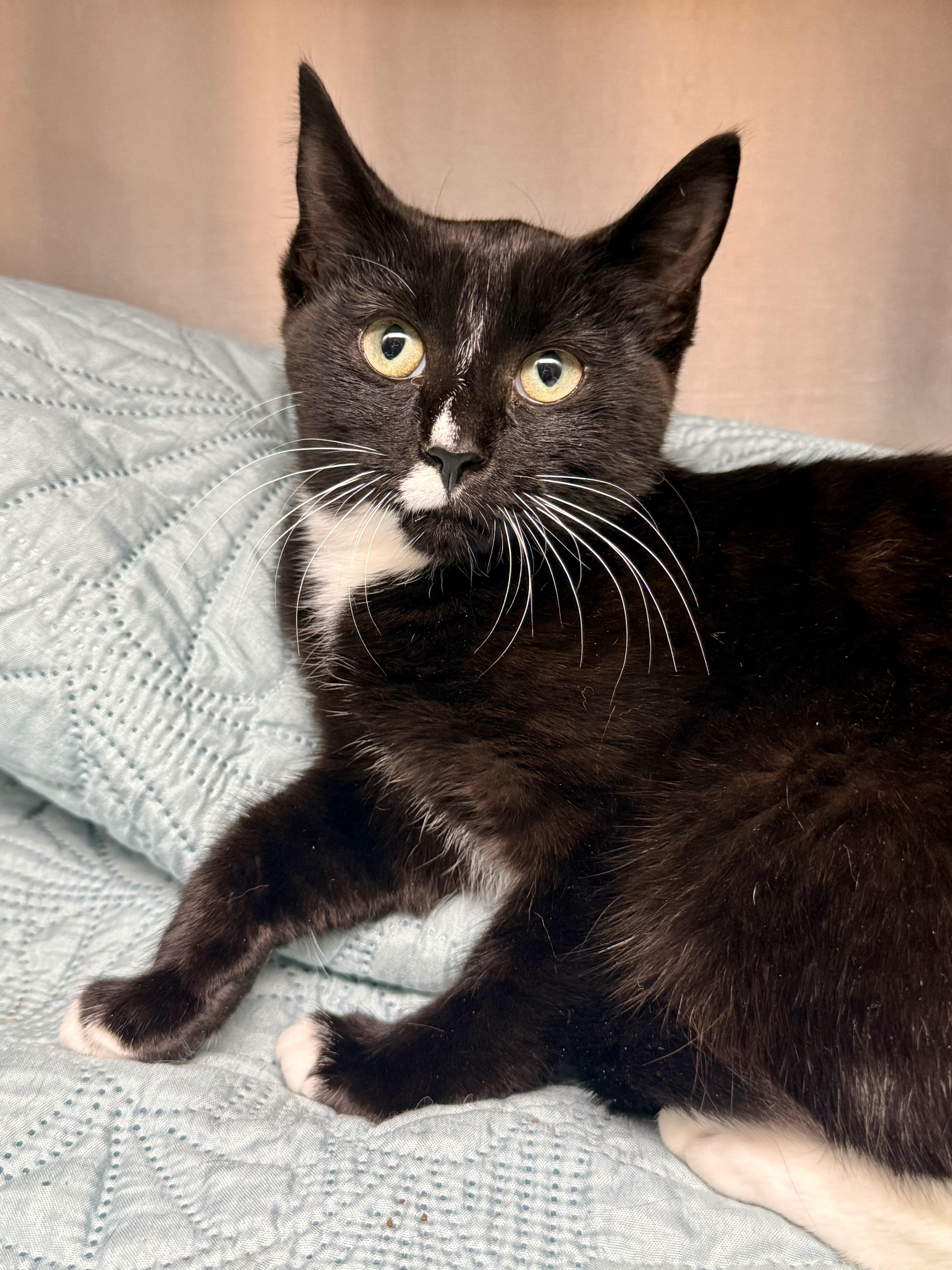 A baby medium-sized female Domestic Short Hair cat named Lyra for adoption in Frewsburg, NY