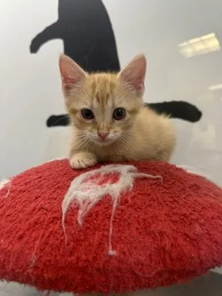 A young small-sized male Domestic Short Hair cat named Jalapeno for adoption in King William, VA
