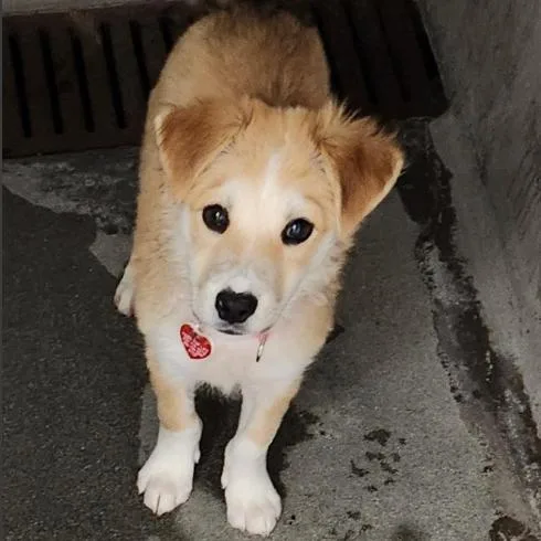 A baby small-sized female White / Cream Labrador Retriever dog named Marigold A for adoption in Mission Hills, CA