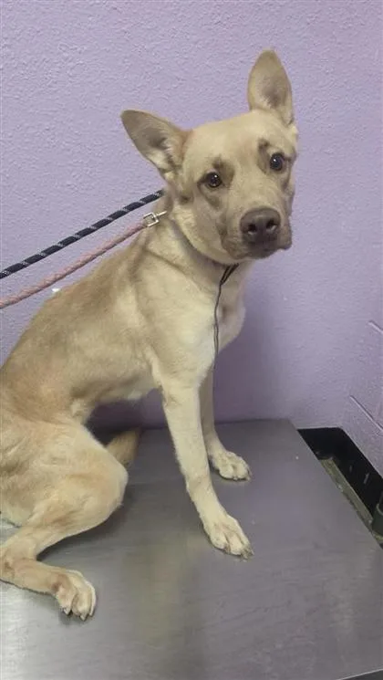 An adult large-sized female White / Cream Labrador Retriever dog named 61317159 for adoption in El Paso, TX