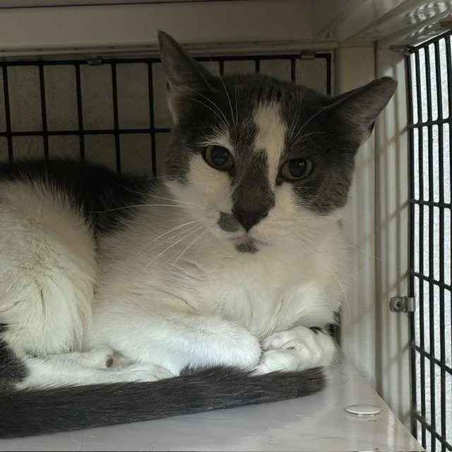 A young large-sized male Domestic Short Hair cat named Corazon for adoption in Santa Fe, NM