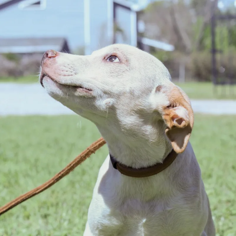 Steering Wheel thumbnail 2