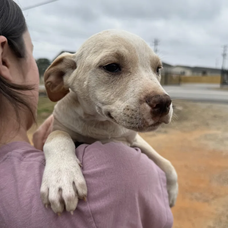 Steering Wheel thumbnail 4