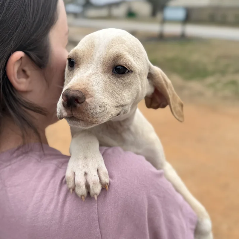 Steering Wheel thumbnail 5