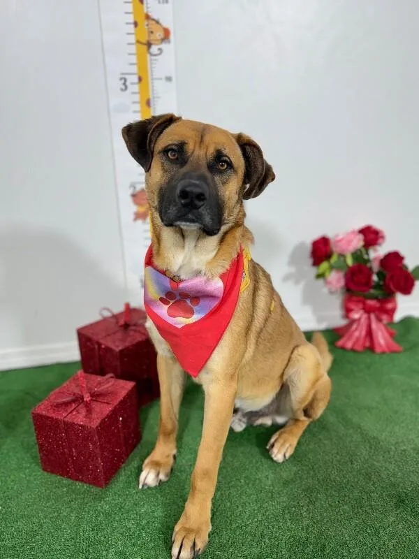 A young large-sized male Brown / Chocolate Black Mouth Cur dog named Kimmi for adoption in Carlsbad, CA