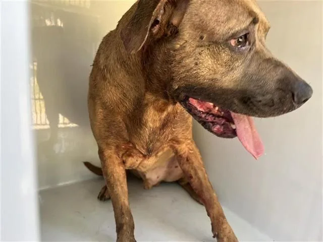 An adult medium-sized male Cane Corso dog named Beyonce for adoption in Houston, TX