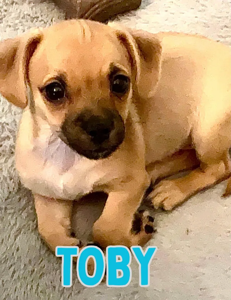 A baby small-sized male Golden Chiweenie dog named Toby for adoption in Shalimar, FL