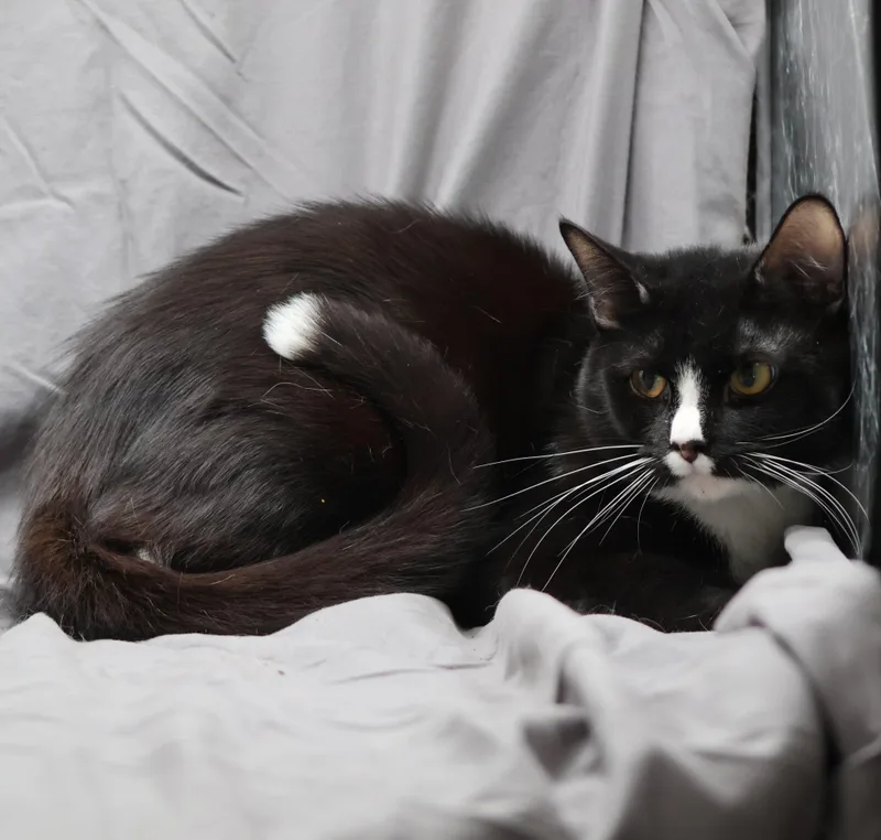 A young medium-sized male Domestic Short Hair cat named Tux for adoption in Appling, GA