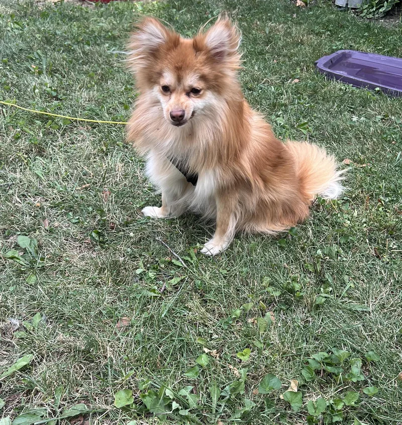 Enzo