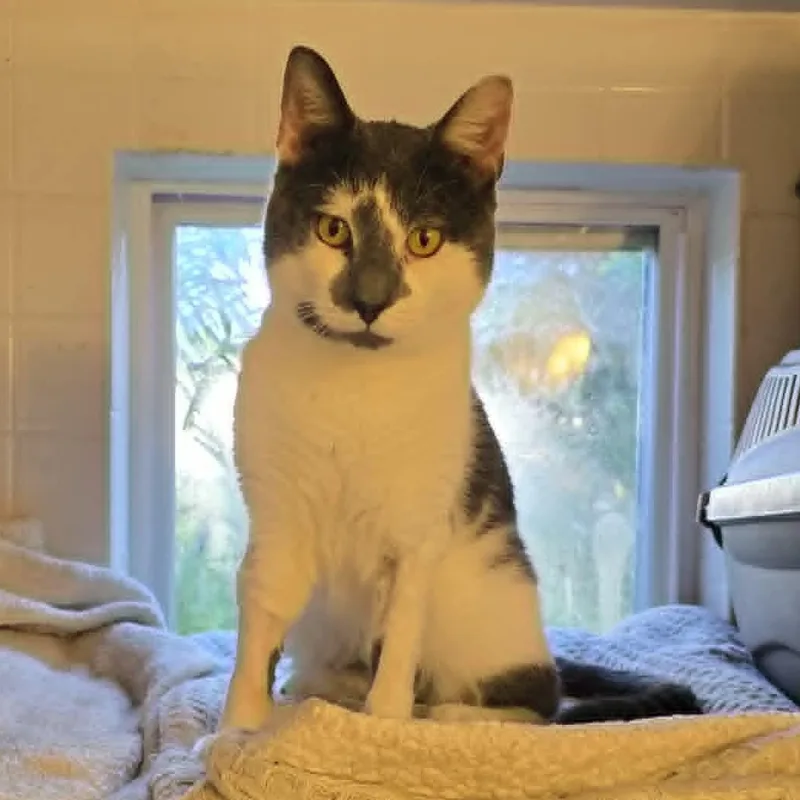 A young medium-sized male Gray & White Domestic Short Hair cat named Teo for adoption in Huntington, NY