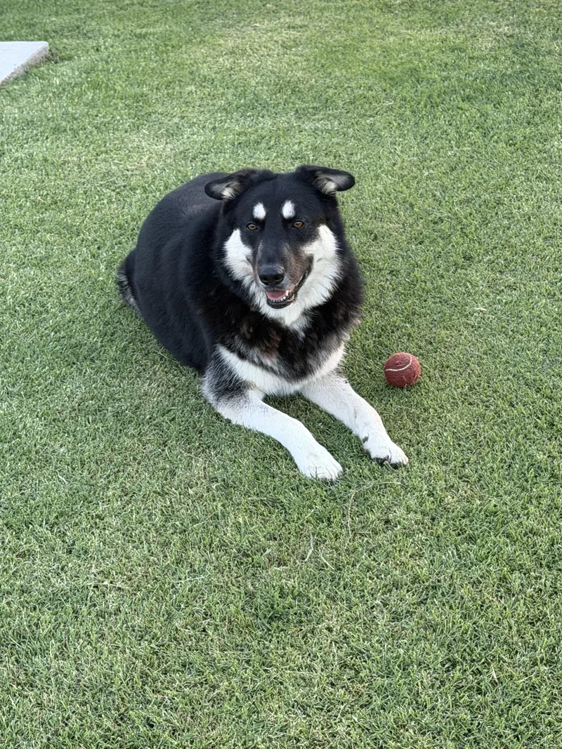 An adult large-sized male German Shepherd Dog dog named Bingo GDP for adoption in Dallas, TX