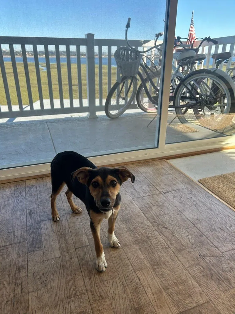 A baby medium-sized female Whippet dog named Klaire for adoption in San Diego, CA