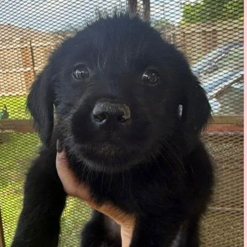 A baby small-sized male Black Mixed Breed dog named Aryn for adoption in Allentown, PA
