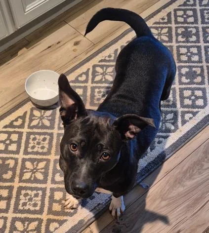 Mama Dog thumbnail 2