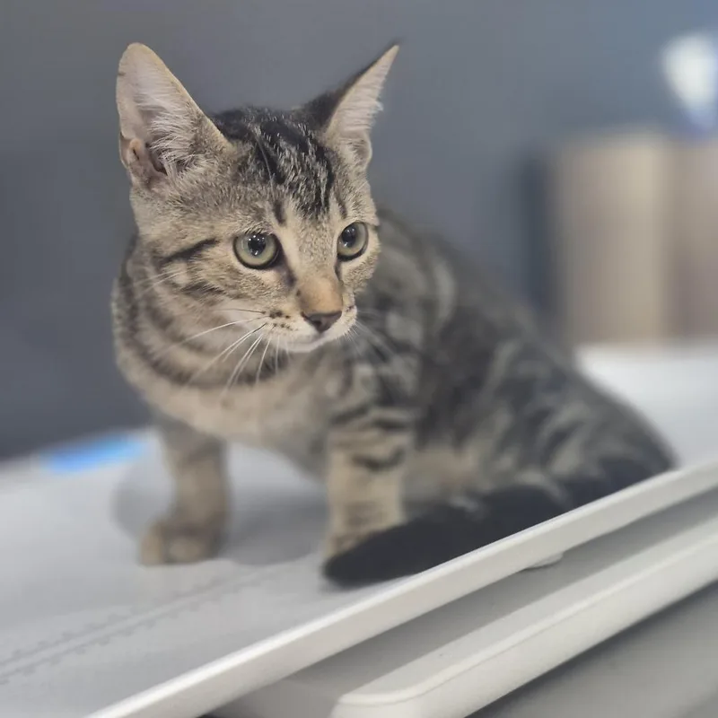 A baby small-sized female Gray / Blue / Silver Domestic Short Hair cat named Xyla for adoption in Livingston, TX