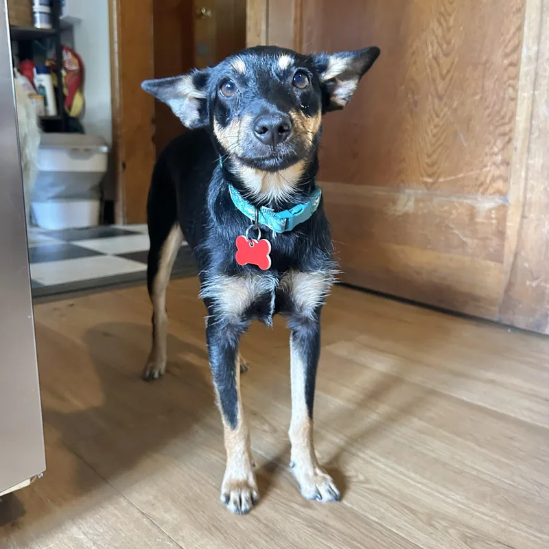 Pepper thumbnail 2