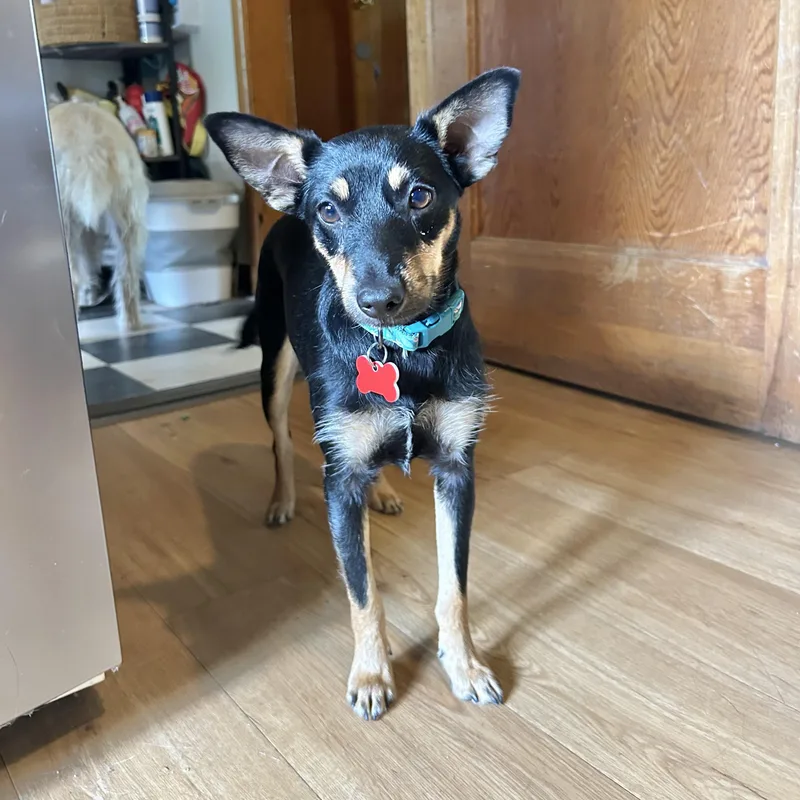 Pepper thumbnail 3