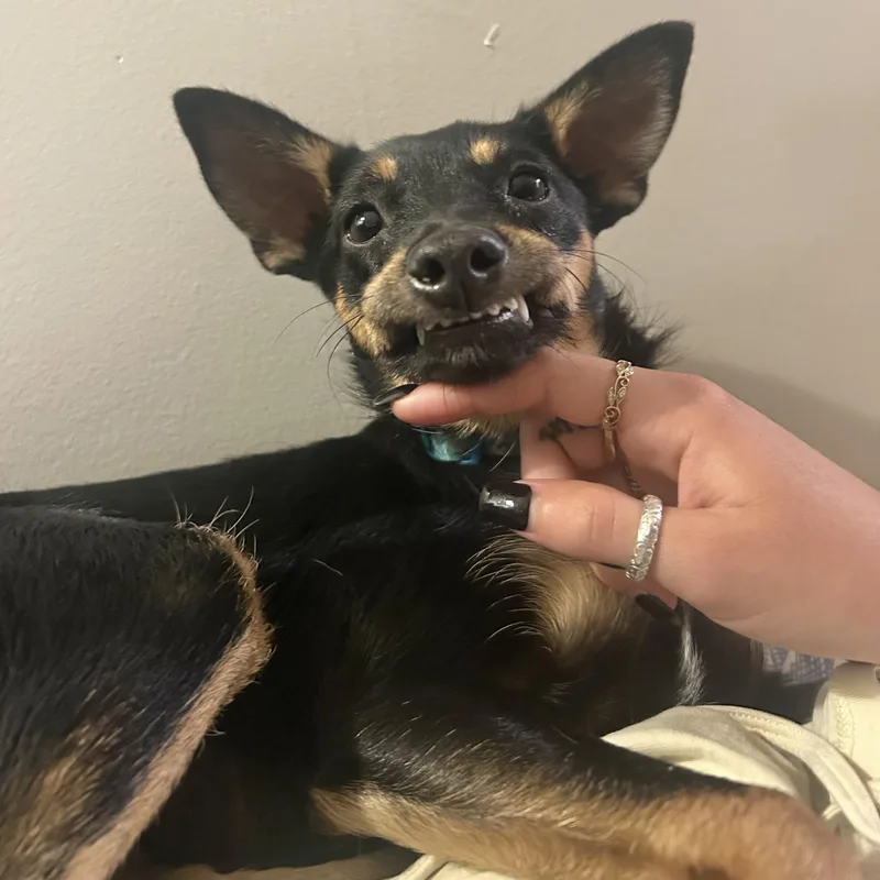 Pepper thumbnail 5
