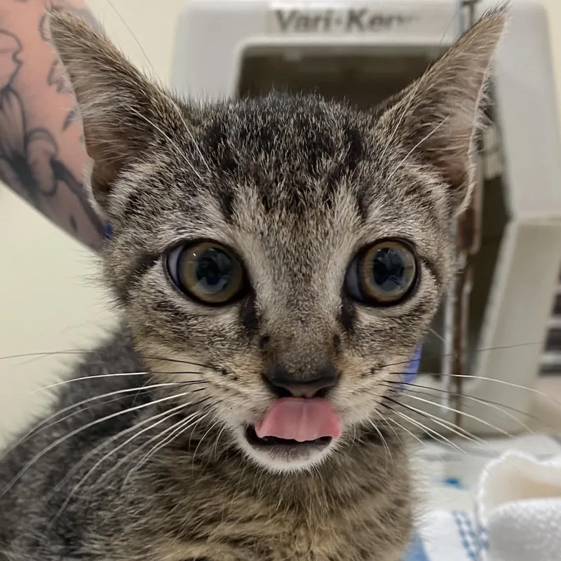 A baby small-sized female Brown / Chocolate Domestic Short Hair cat named Cole for adoption in Lynchburg, VA