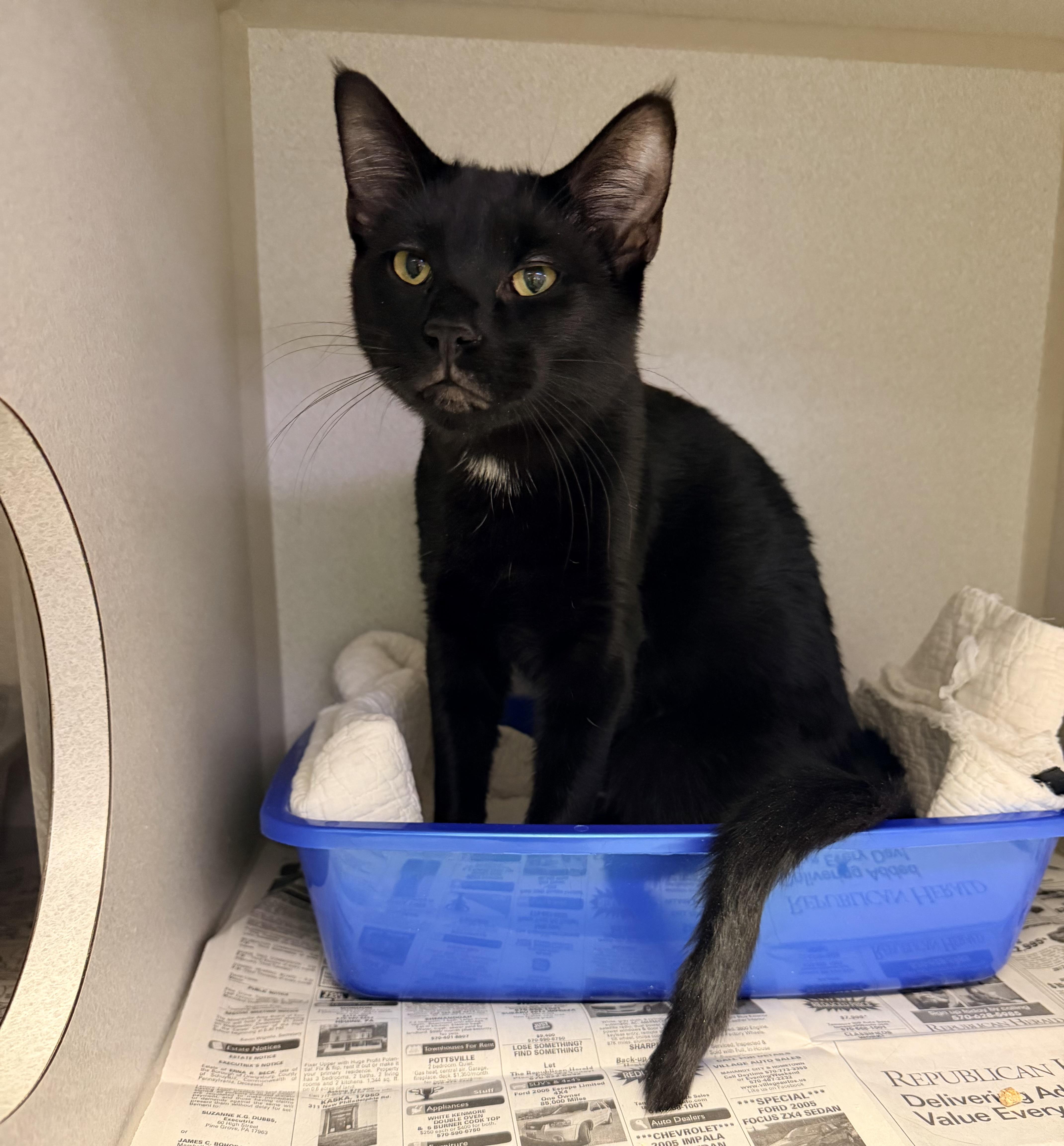 A young medium-sized male Black Domestic Short Hair cat named Acorn for adoption in Pottsville, PA