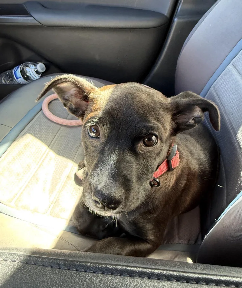 Princess Oreo thumbnail 2