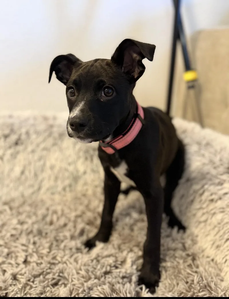 Princess Oreo thumbnail 3