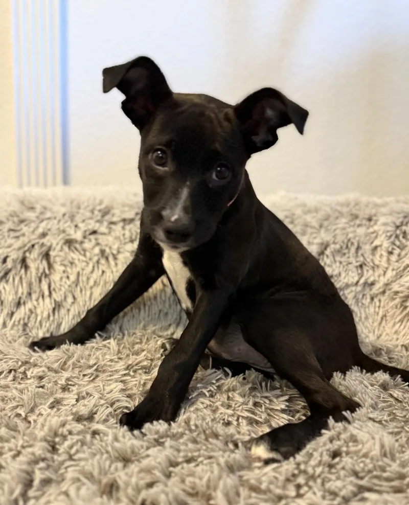 Princess Oreo thumbnail 4