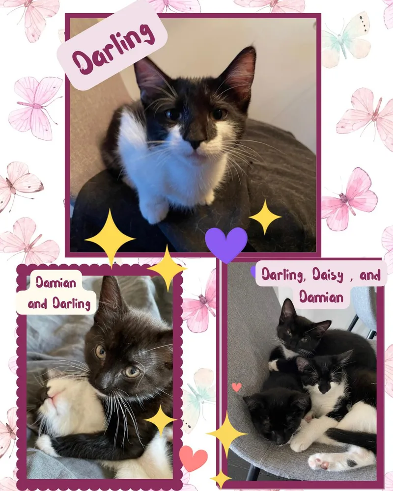 Dottie thumbnail 2