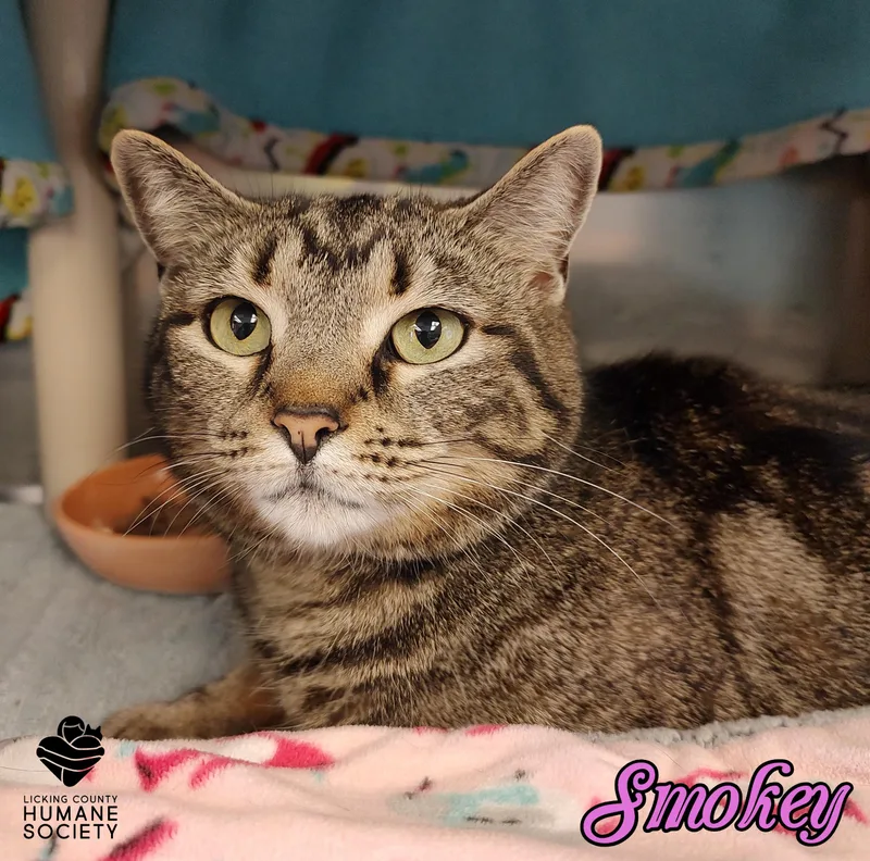 An adult medium-sized female Domestic Short Hair cat named Smokey for adoption in Heath, OH