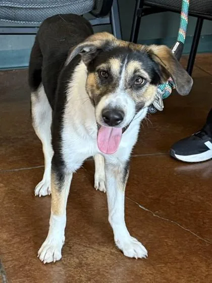 An adult large-sized female Mixed Breed dog named Nadia for adoption in Independence, MO