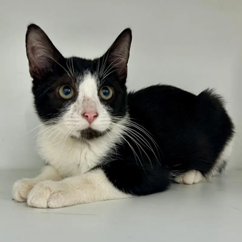 A baby small-sized male Domestic Short Hair cat named Circus Peanut for adoption in St Joseph, MO