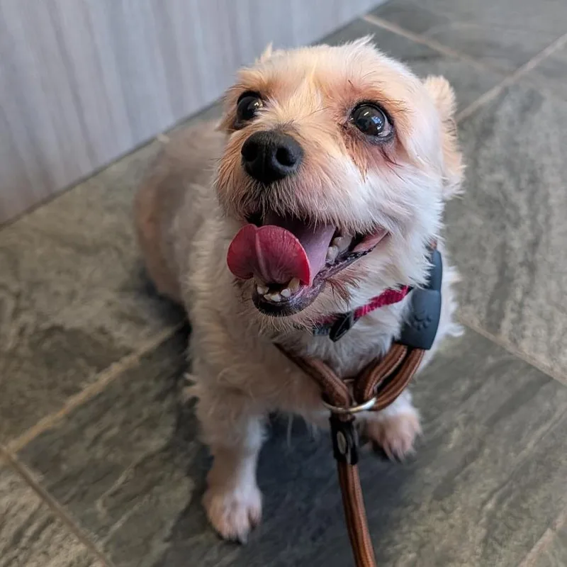 A senior small-sized female Gray / Blue / Silver Silky Terrier dog named Little Miss America for adoption in Clearwater, FL