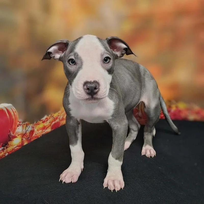 A baby medium-sized female Gray / Blue / Silver Pit Bull Terrier dog named Laney for adoption in Griswold, CT