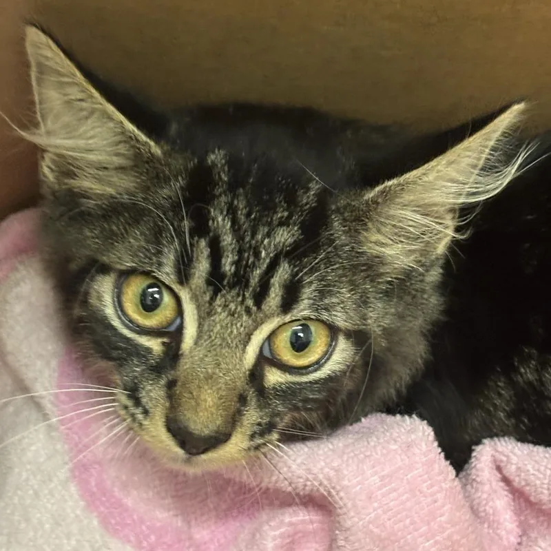 A baby small-sized male Brown / Chocolate Domestic Short Hair cat named Frankie for adoption in Jacksonville, FL